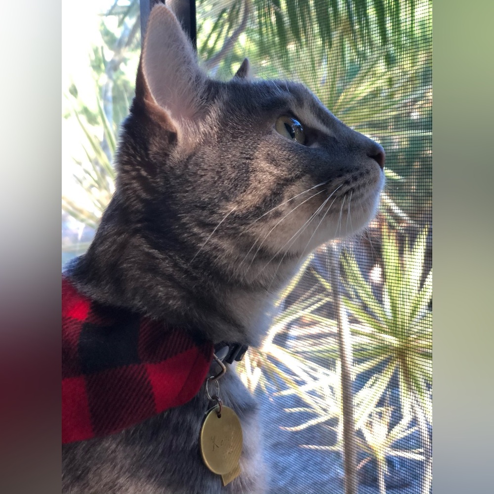 🟥⬛️CLASSIC BUFFALO PLAID CAT BANDANA🟥⬛️